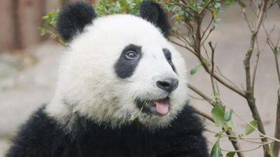 大熊猫是几级保护动物