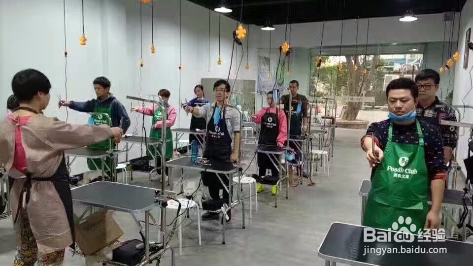 如何成为一名合格的宠物美容师