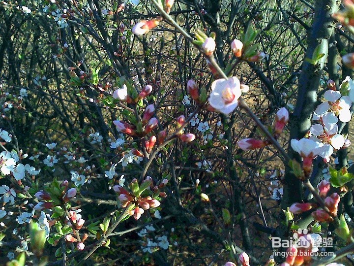 怎样用手机拍绽开的小花
