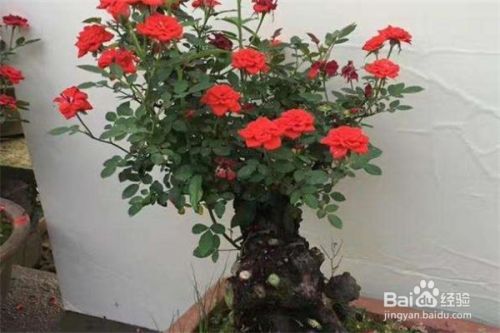 月季花夏日如何施肥 百度经验