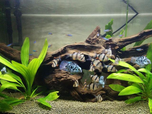 鱼缸尺寸与养殖数量