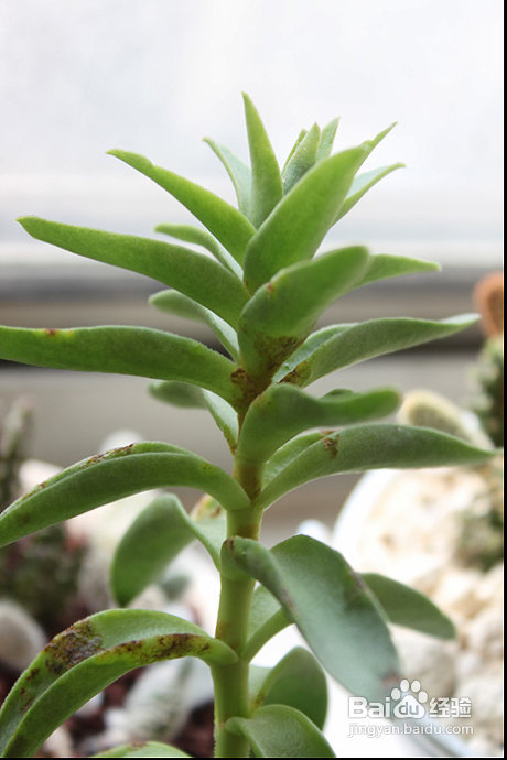 三伏天，损失惨重