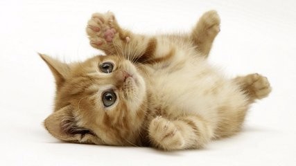养猫咪要注意什么