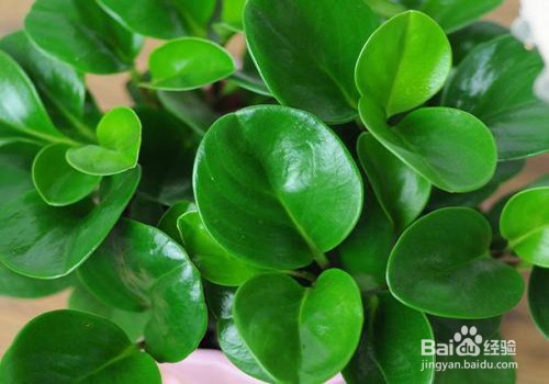 豆瓣绿掉叶子怎么办