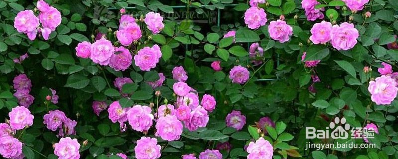 怎么养蔷薇花