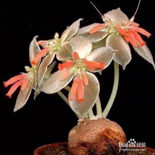 怎样培育断崖女王?