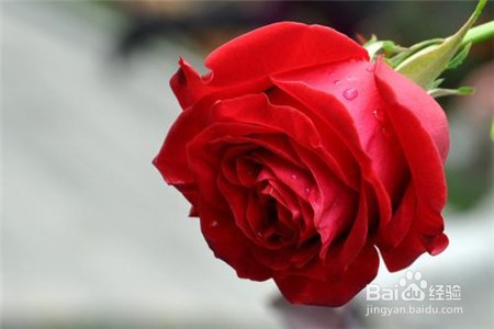 杜鹃红山茶花注意事项