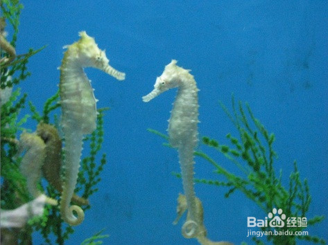 海马是怎么繁殖后代的