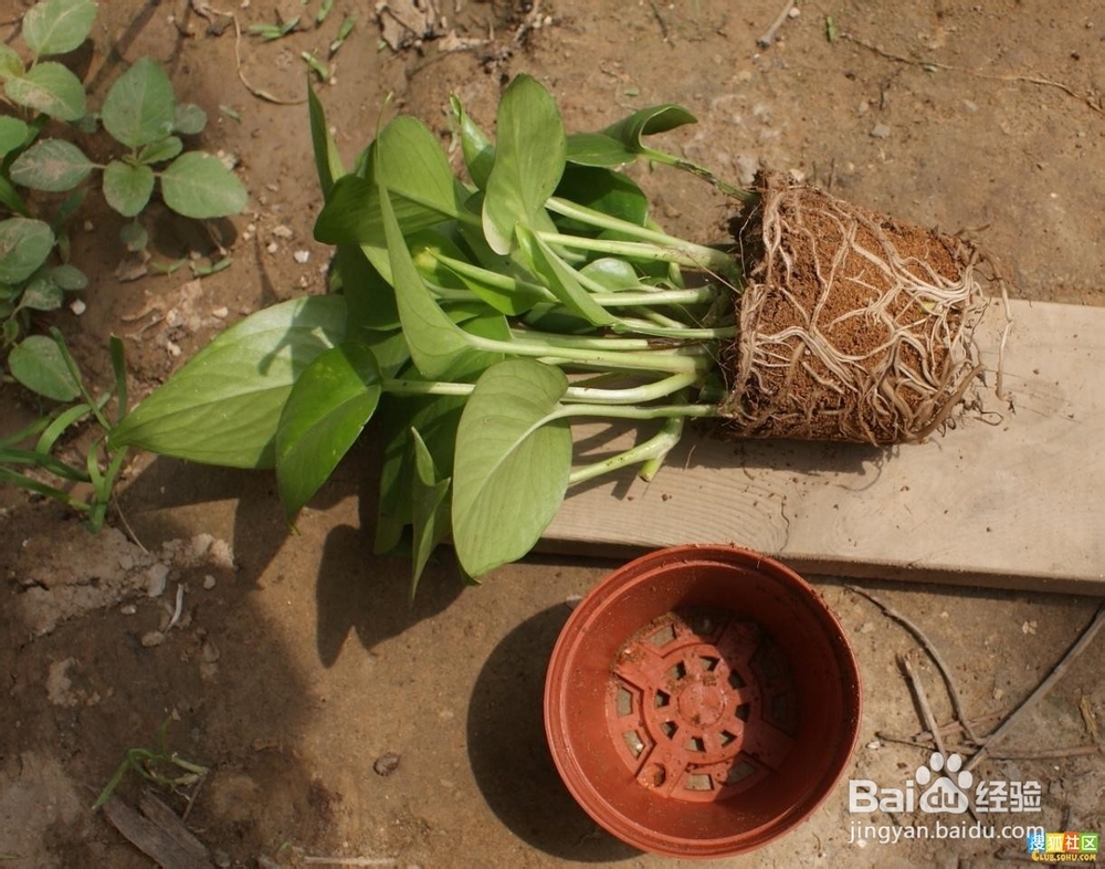 生活小常识——水培绿萝的方法