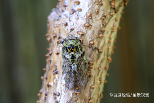 公知了叫还是母知了叫