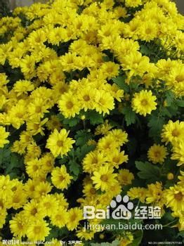 可以减肥瘦身的六大食物