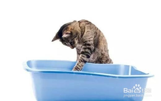 猫咪怎么驱虫？