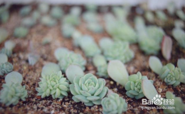 冬天多肉叶片扦插方法
