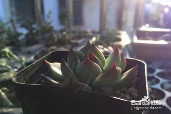 多肉换盆注意事项