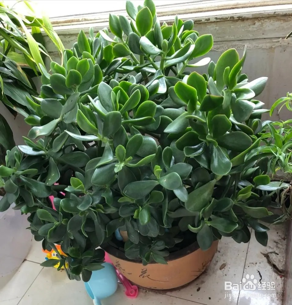 玉树夏季怎么养才能更旺盛?