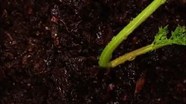 如何在家种植胡萝卜