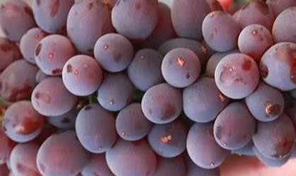 产妇吃什么水果好?