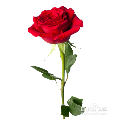 玫瑰精油美白去皱面膜