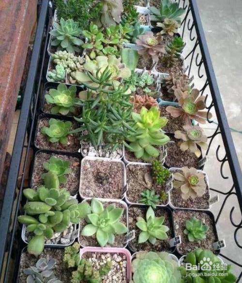 多肉如何度过梅雨季节 百度经验 多肉如何度过梅雨季节 百度经验