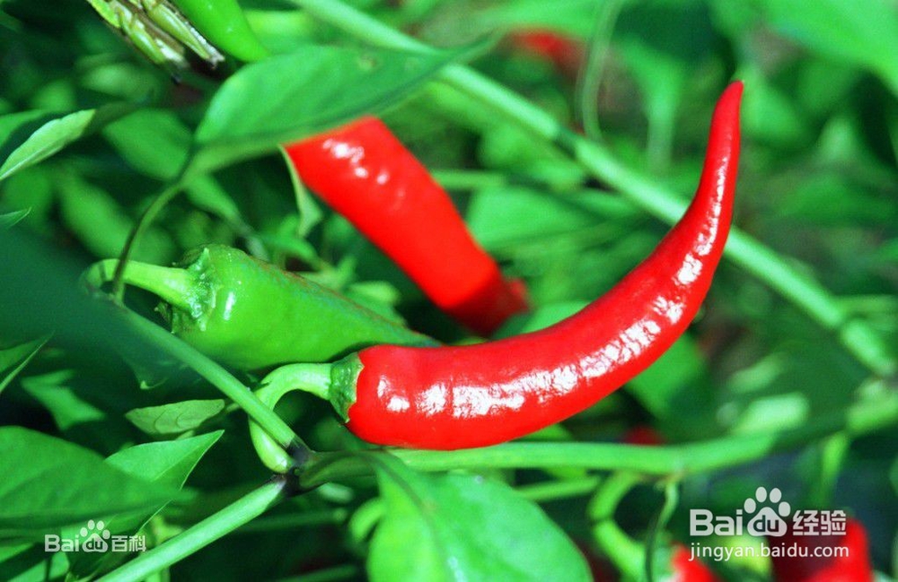 手被辣椒辣了怎么办