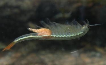 丰年虫对自然环境的作用