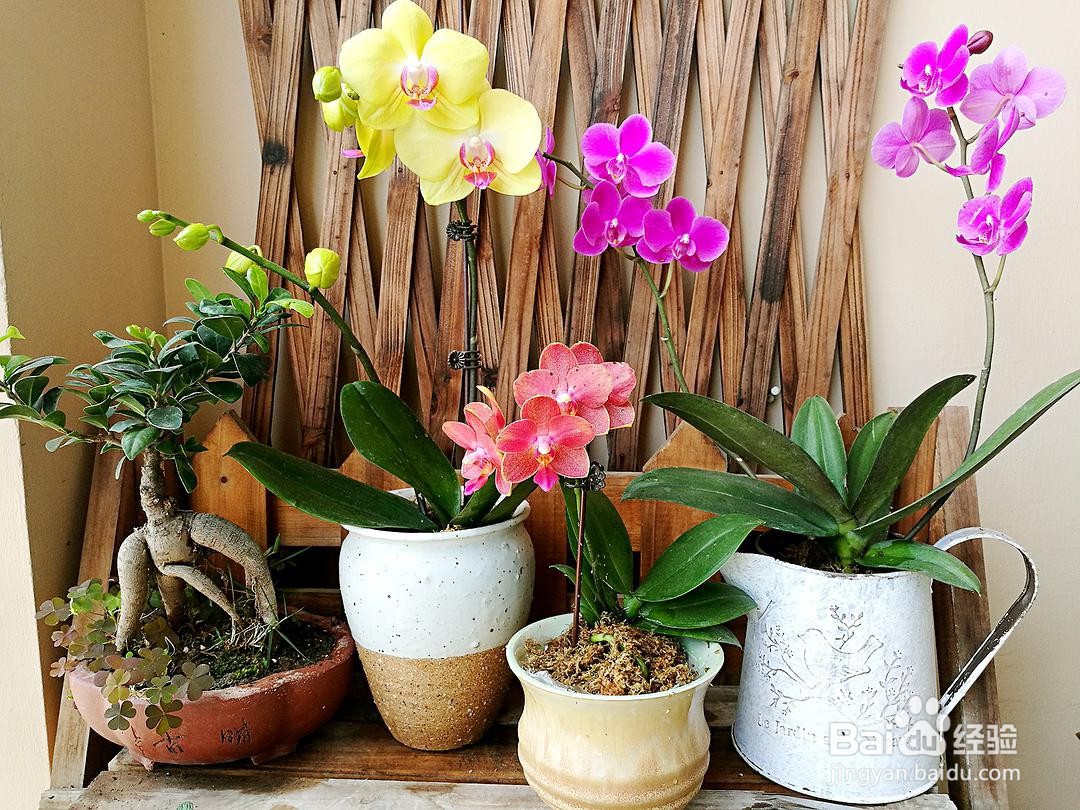 蝴蝶兰的养殖方法和注意事项