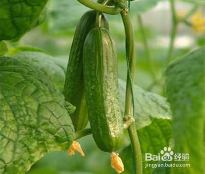 水果黄瓜的详细介绍
