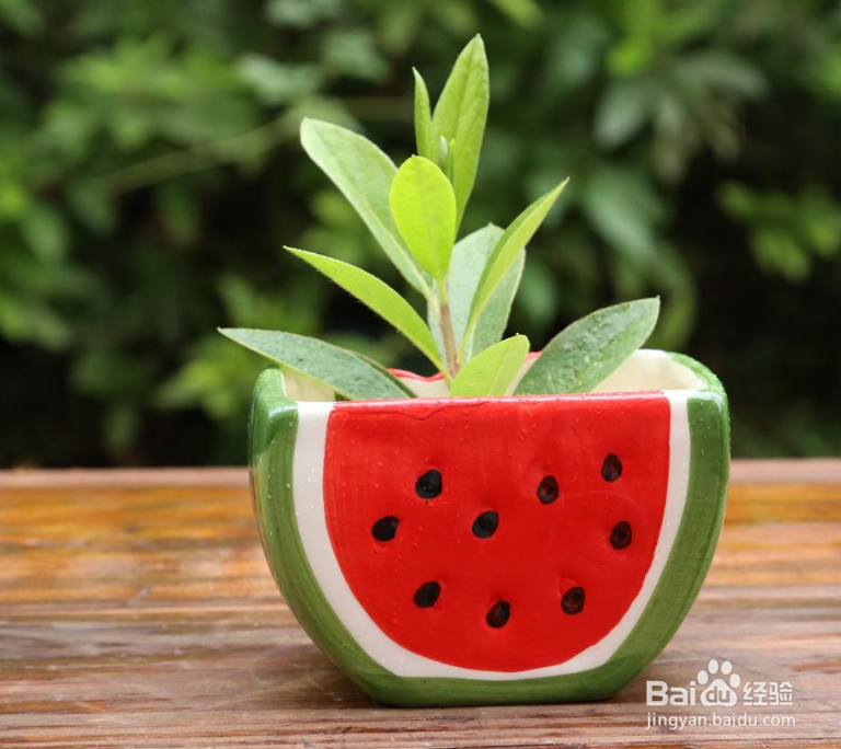 养花换花盆都要注意哪些问题？