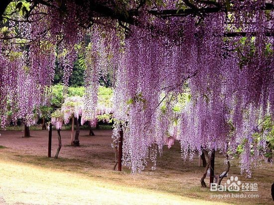 紫藤花修剪方法