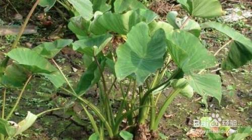 芋头常见病虫害的防治方法 百度经验