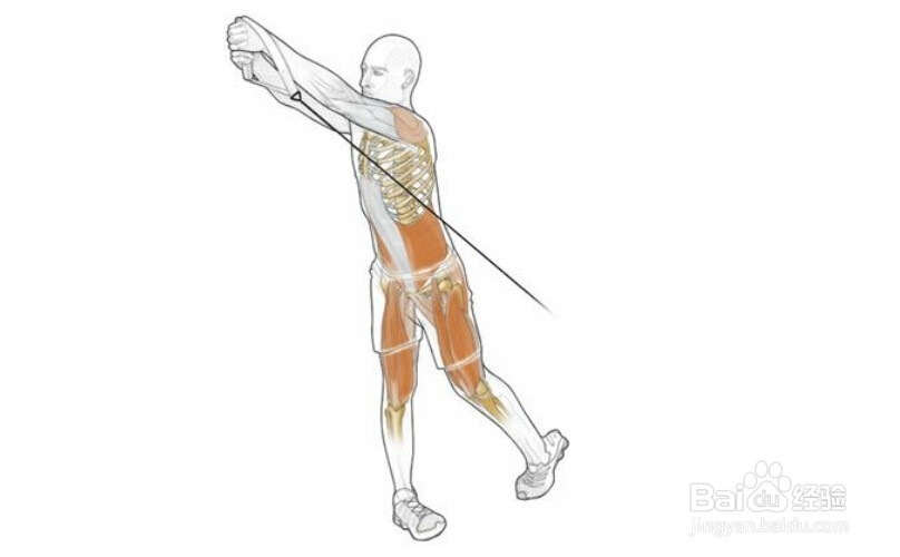 高尔夫球训练：[22]相关肌肉图解22