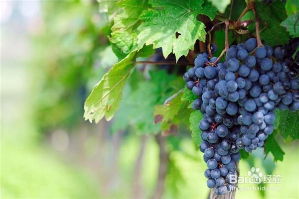 该怎么嫁接葡萄并合理安排嫁接时间呢？