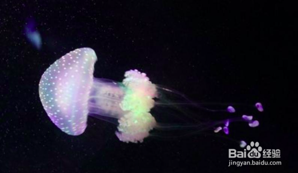 青岛水族馆怎么游玩