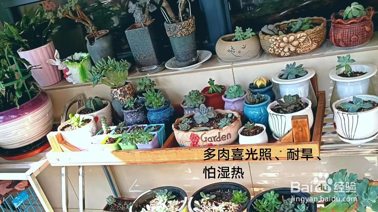 如何养殖多肉小盆栽