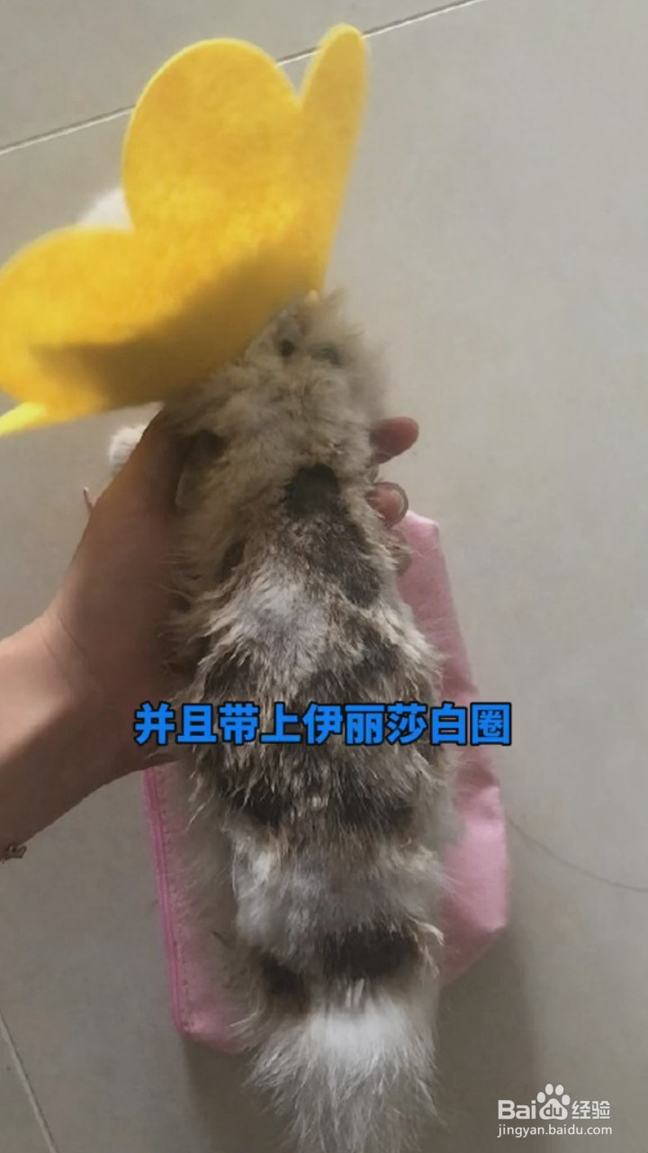 如何治疗猫藓
