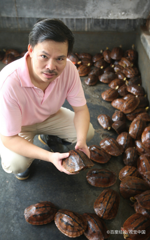 新手怎么养石金钱龟