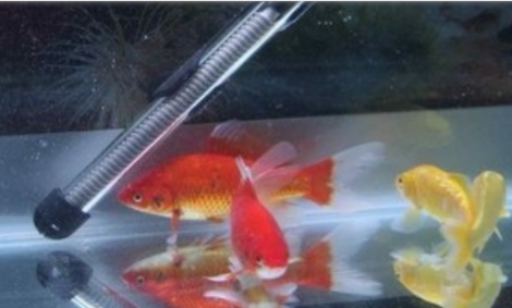 鱼缸怎么开缸养水