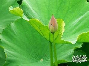 5种防病保健的药粥