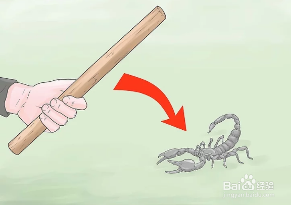 如何消灭蝎子
