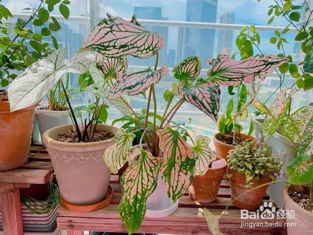 比绿萝还耐阴的花，叶子五彩斑斓，像调色板