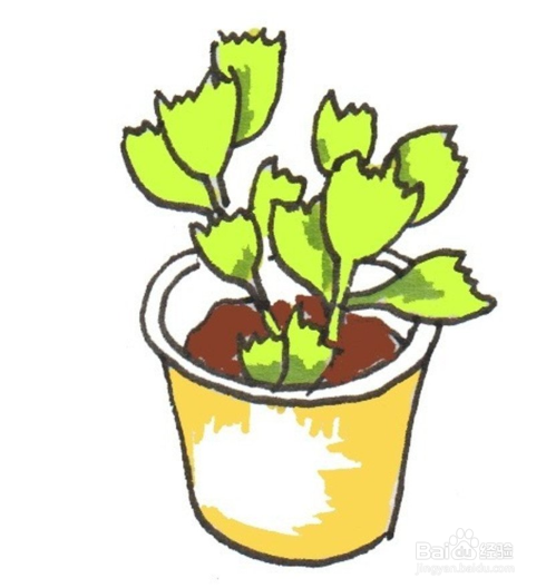 卡通画——熊童子的绘画技巧