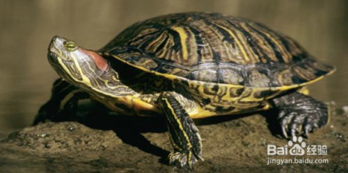 如何看乌龟的年龄？