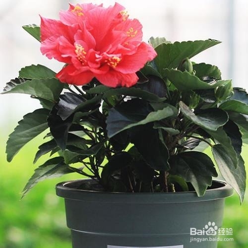 阳台种植什么样的花可以晒不死