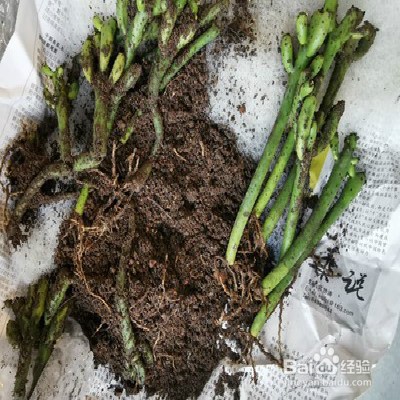 绿珊瑚怎样养护