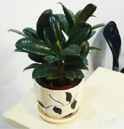 6种最易养的家居绿植,你也能变高手!