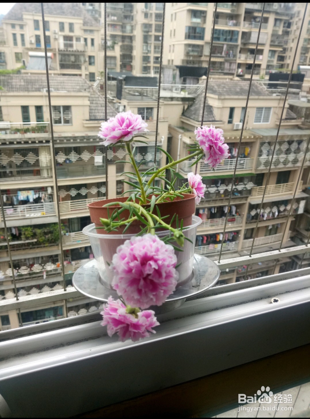把太阳花种到爆盆