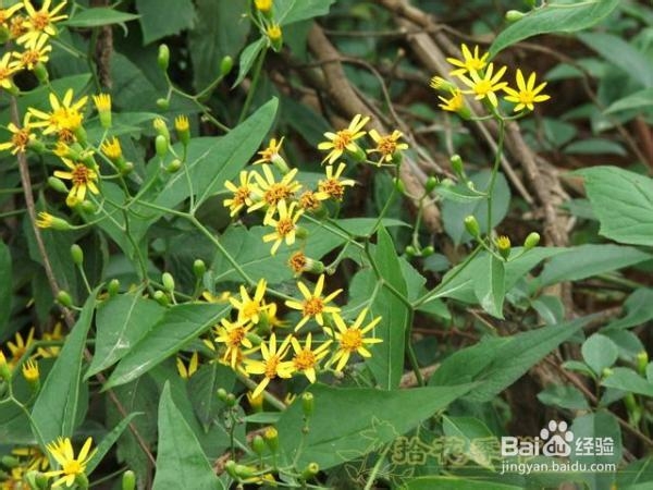农村的朋友这些草药你知道它的作用吗