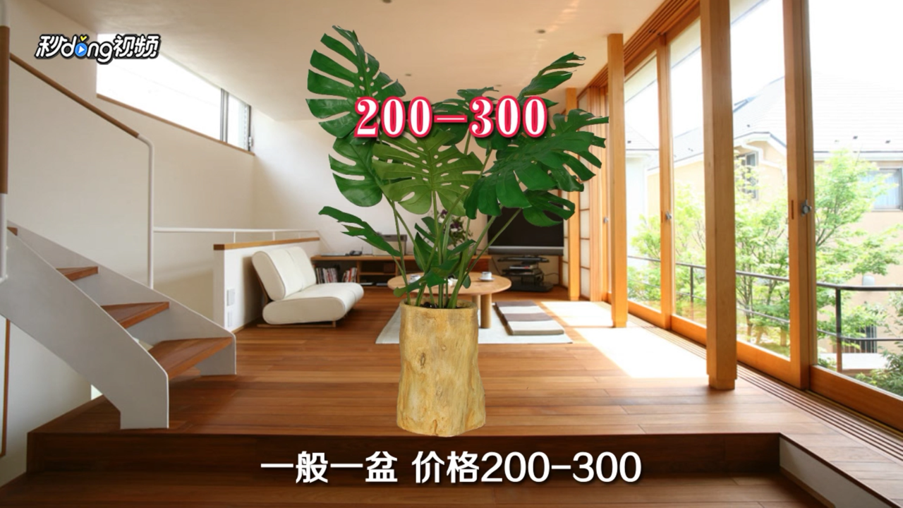 室内大型盆栽植物