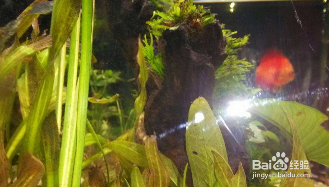 鱼缸内山湖礁变脏变黑怎么办