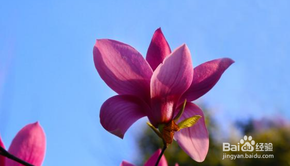 早春季节拍摄哪种花卉最能代表春天色彩